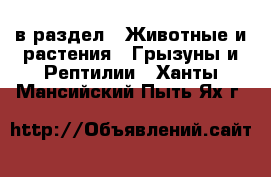  в раздел : Животные и растения » Грызуны и Рептилии . Ханты-Мансийский,Пыть-Ях г.